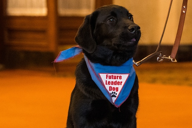 A black lab puppy sits in the Benedum lobby and looks off camera. He's wearing a blue bandana that says 'Future Leader Dog.'