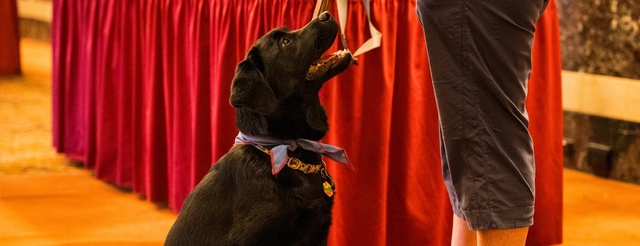  A black lab puppy sits and looks up at his handler. The background behind him is a red velvet curtain.