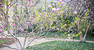 Magnolias for Pittsburgh