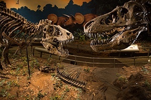 carnegie_museum_of_natural_history_-_sloan_macrae_-_carnegie_museum_of_natural_history