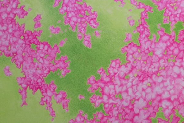 Bougainvillea: A Botanic Permutation Drawings / Watercolors by DON DUGAL