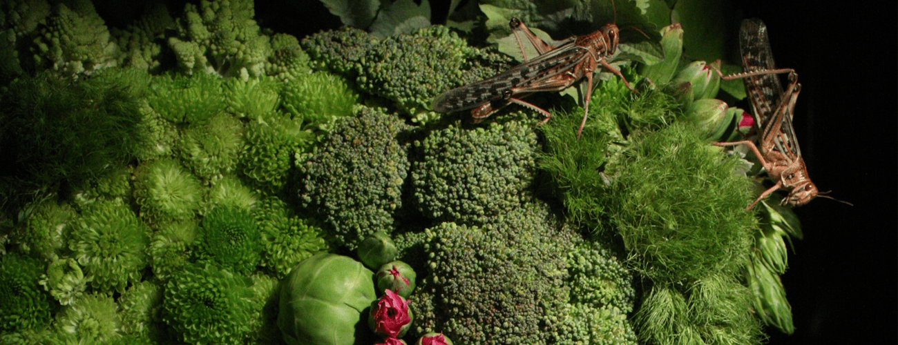 All Around Us: Installations and Experiences Inspired by Bugs