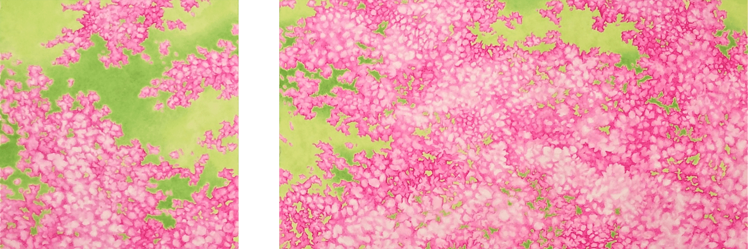 Bougainvillea: A Botanic Permutation Drawings / Watercolors by DON DUGAL