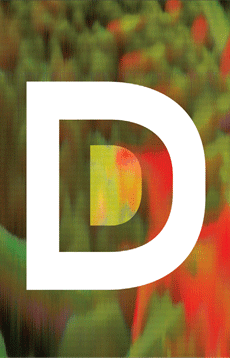 GO! DUTCH