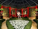 Poinsettias & Pointe Shoes